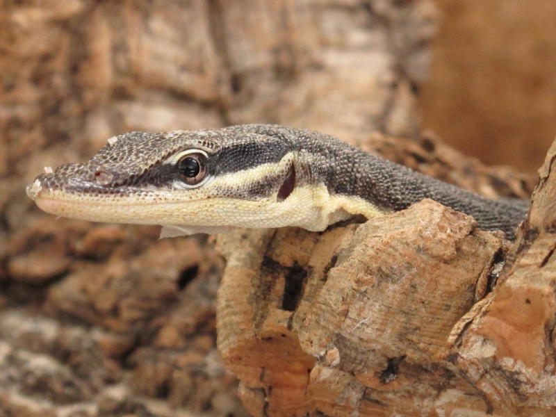 Varanus glauerti