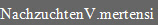 NachzuchtenV.mertensi