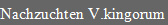 Nachzuchten V.kingorum